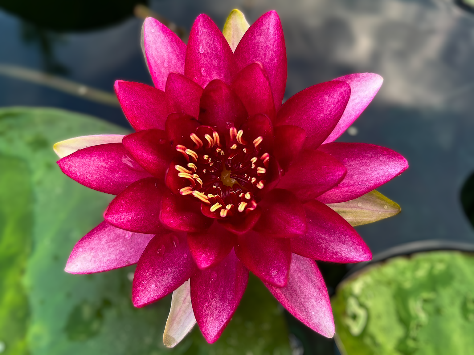 Red Hardy Waterlily (Bareroot) - Image 2