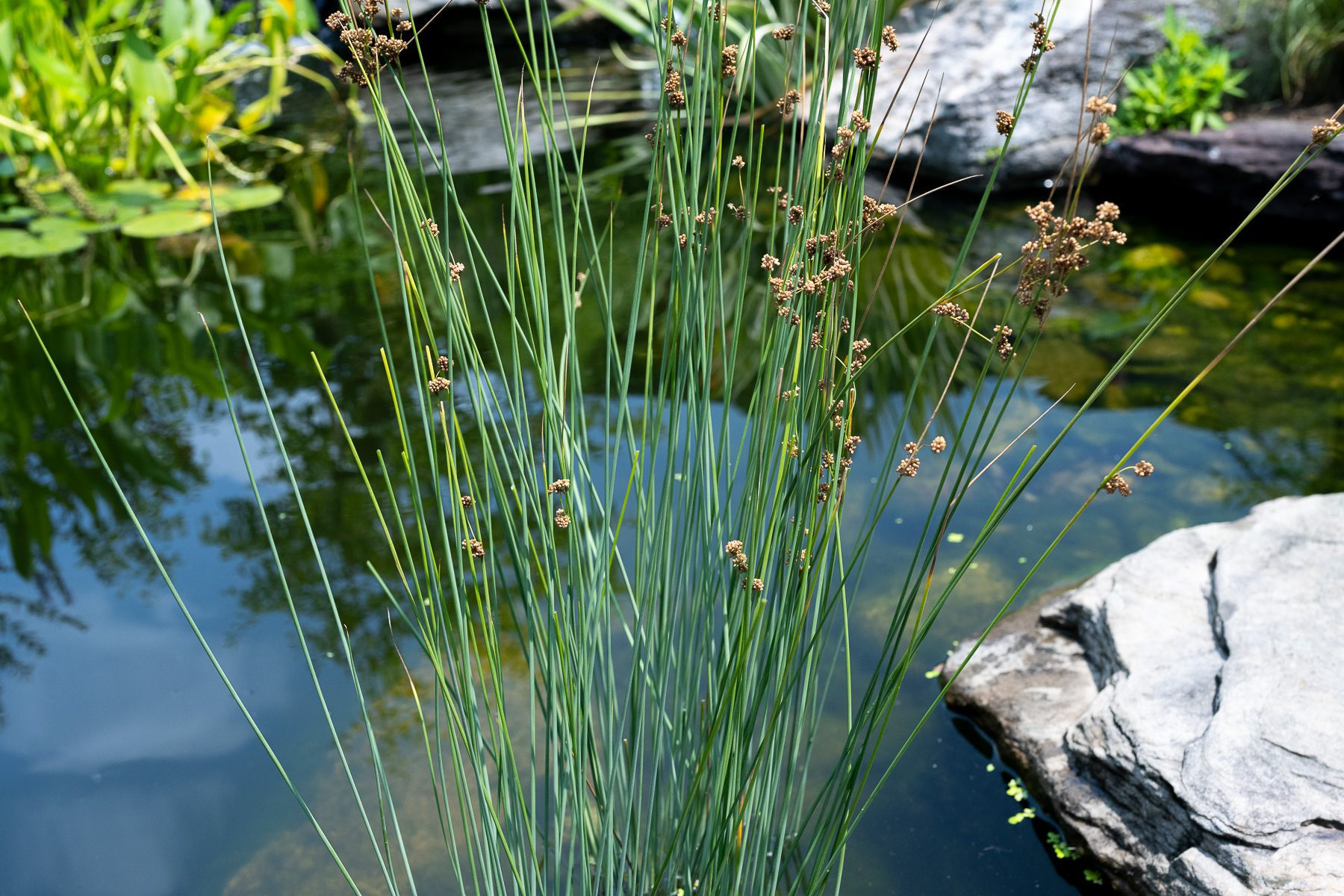 Blue Rush (Bareroot) - Image 2