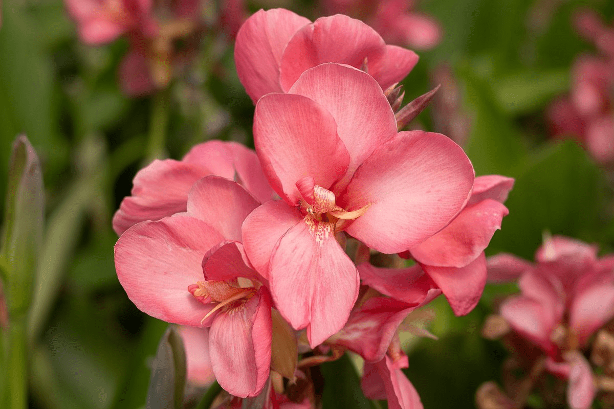 Pink Canna (Bareroot)
