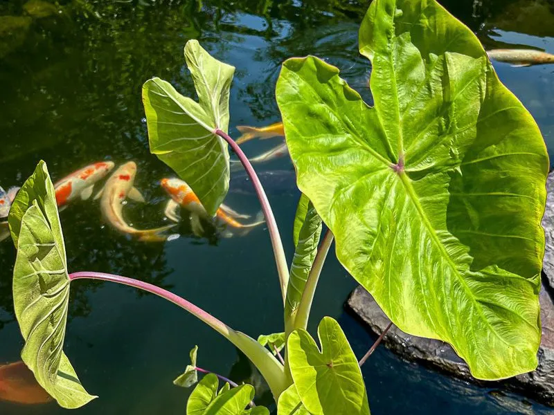 Green Leaf Taro (Bareroot)