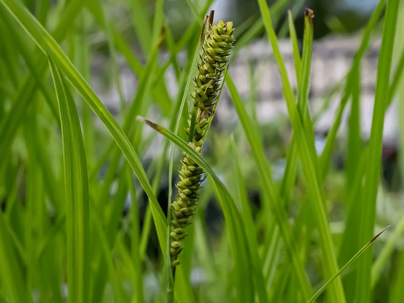 Green Sedge (Bareroot)