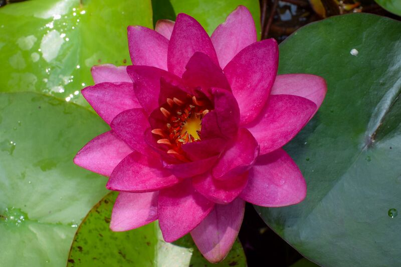 Red Hardy Waterlily (Bareroot) - Image 3