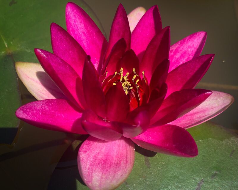 Red Hardy Waterlily (Bareroot) - Image 4