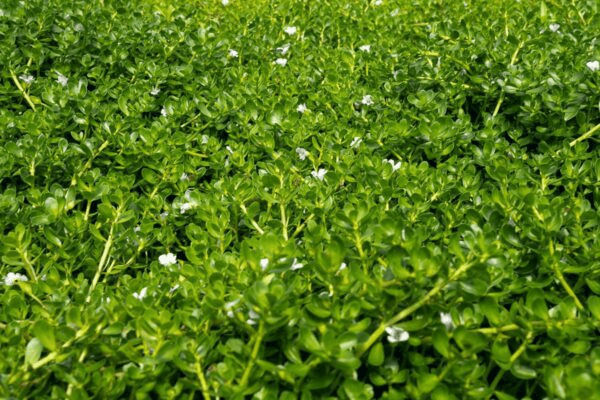 Moneywort Bacopa (Bareroot) - Image 4