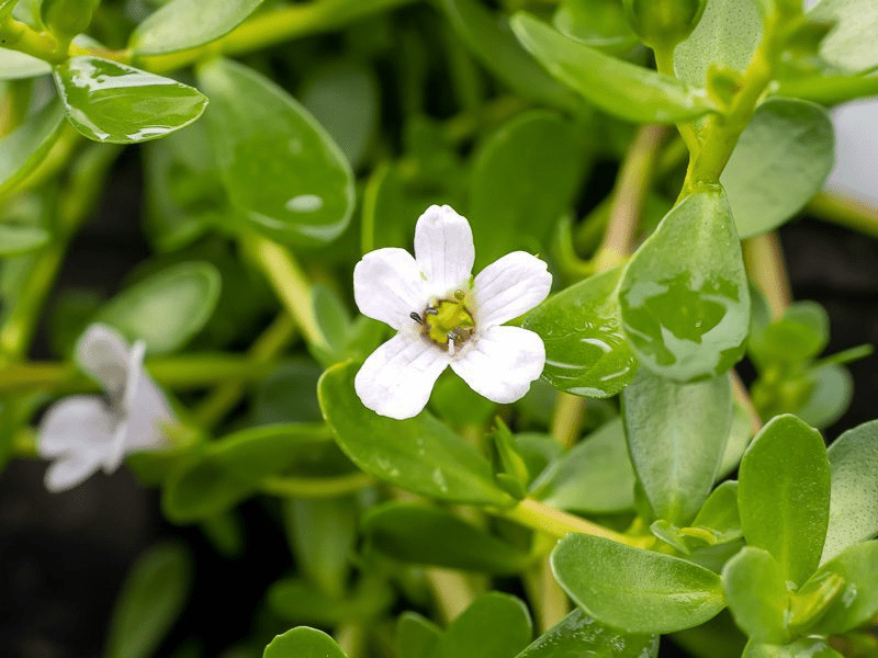 Moneywort Bacopa (Bareroot) - Image 2