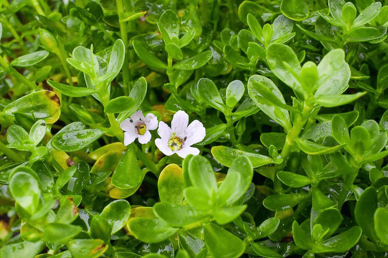 Moneywort Bacopa (Bareroot)