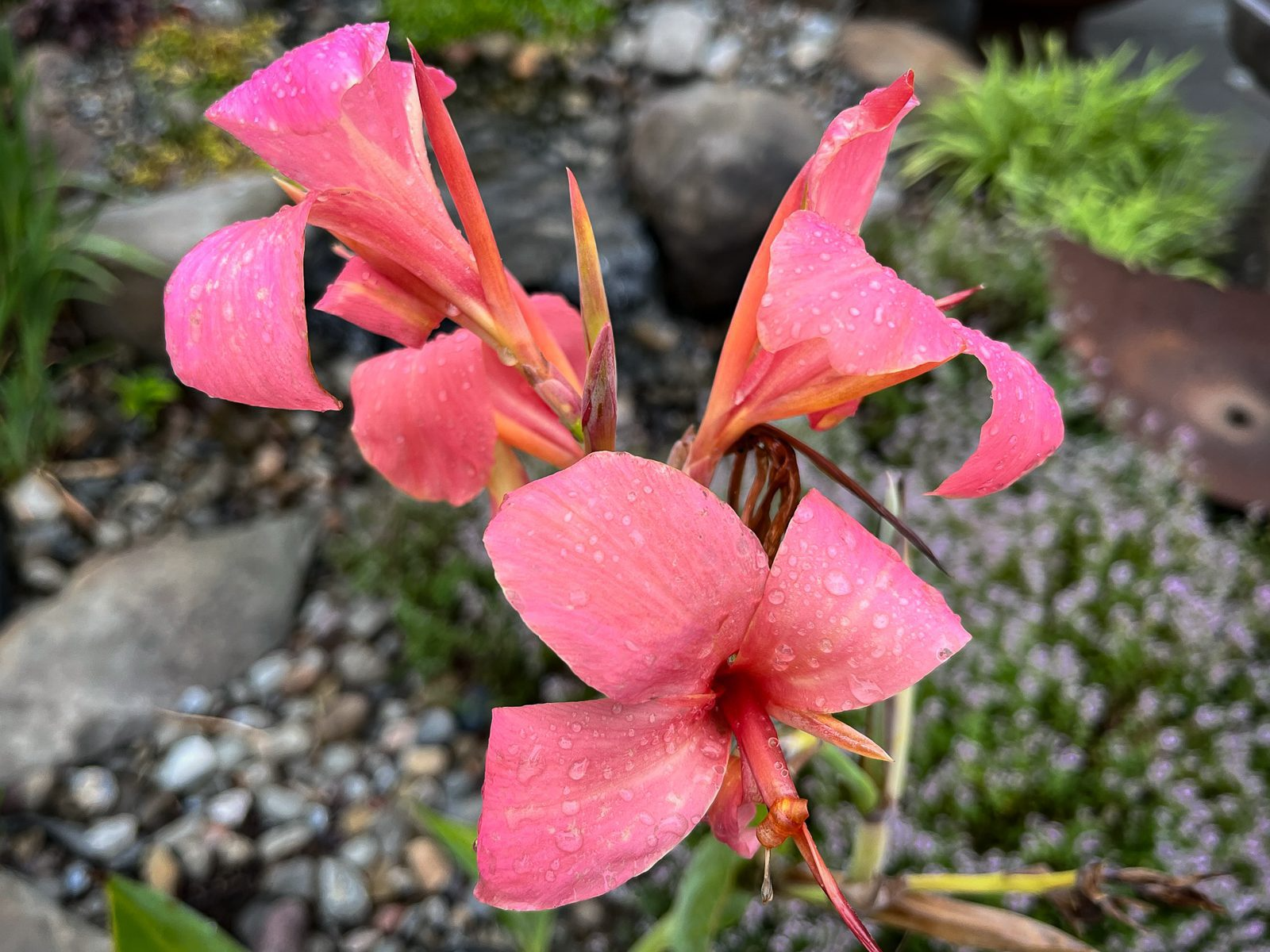 Pink Canna (Bareroot) - Image 2