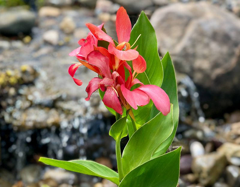 Pink Canna (Bareroot) - Image 3