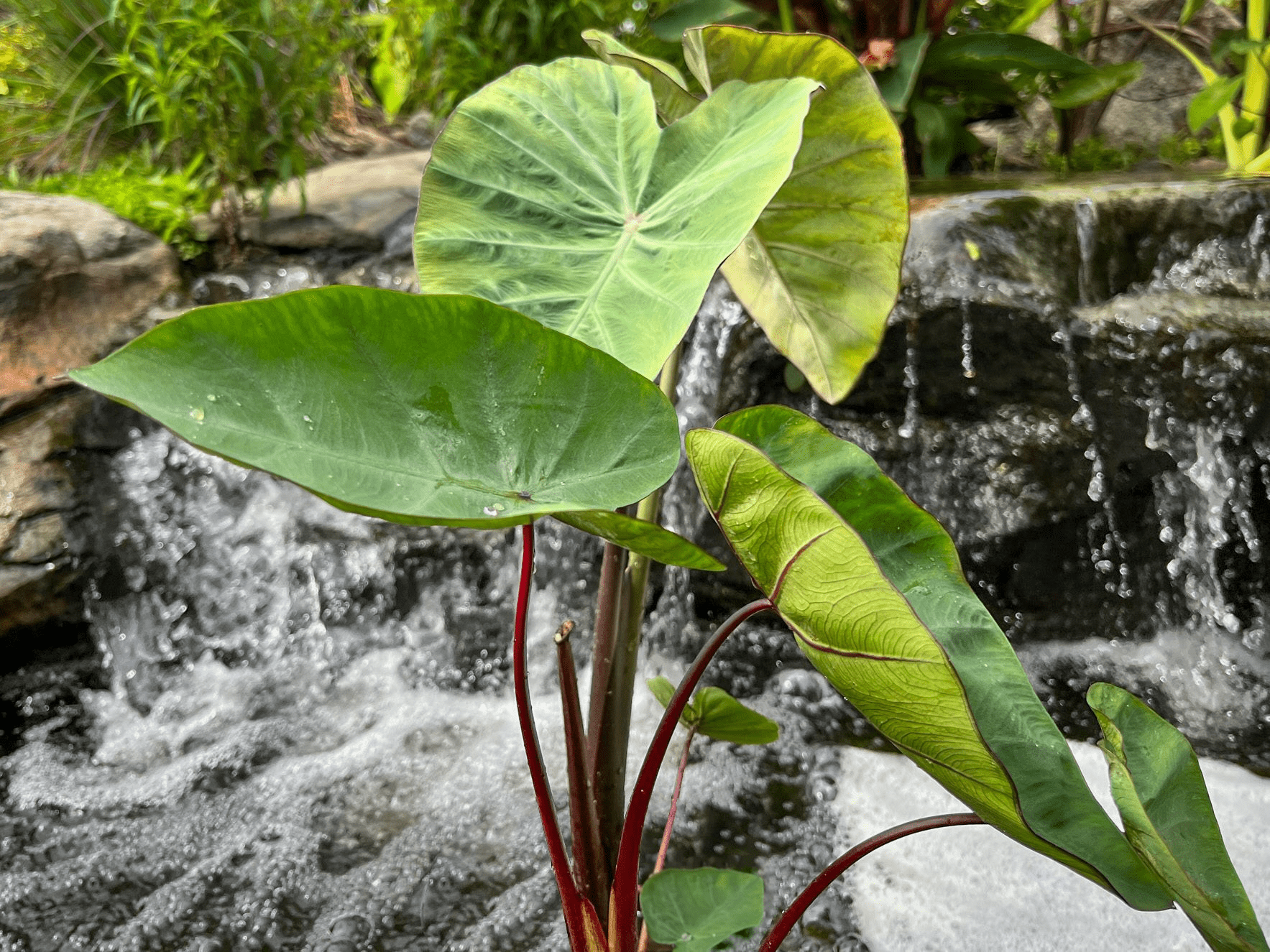 Green Leaf Taro (Bareroot) - Image 3
