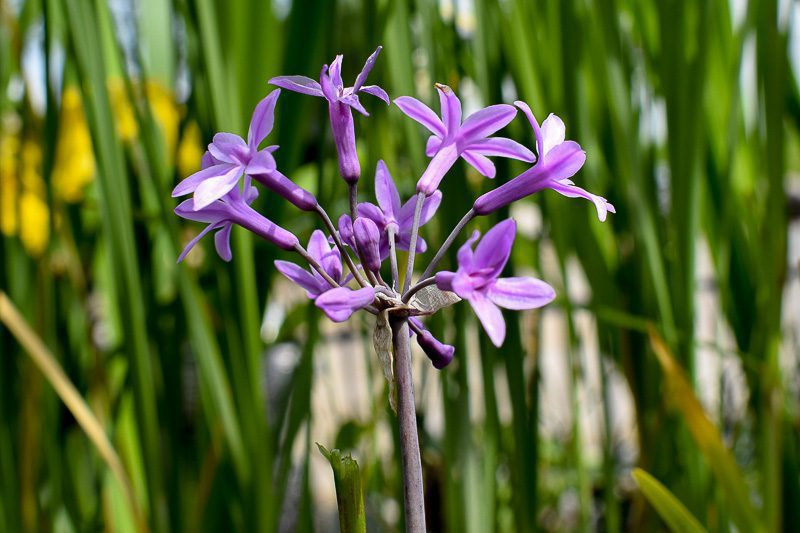 Society Garlic (Bareroot)