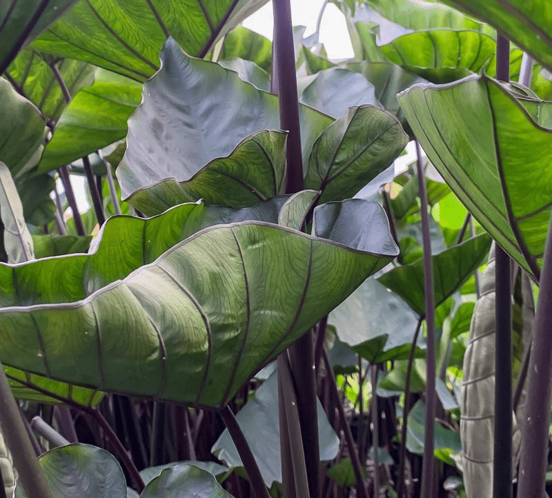 Dark Leaf Taro (Bareroot) - Image 3