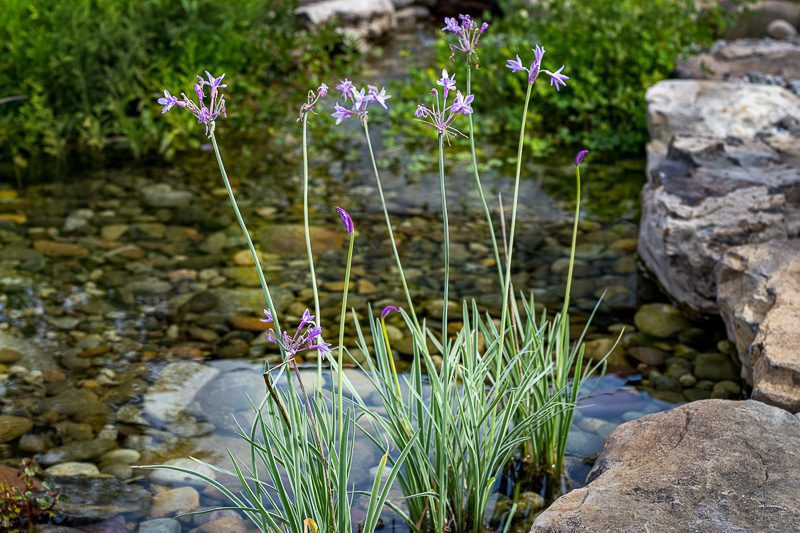 Variegated Society Garlic (Bareroot)