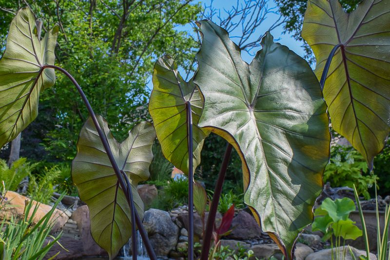 Dark Leaf Taro (Bareroot)