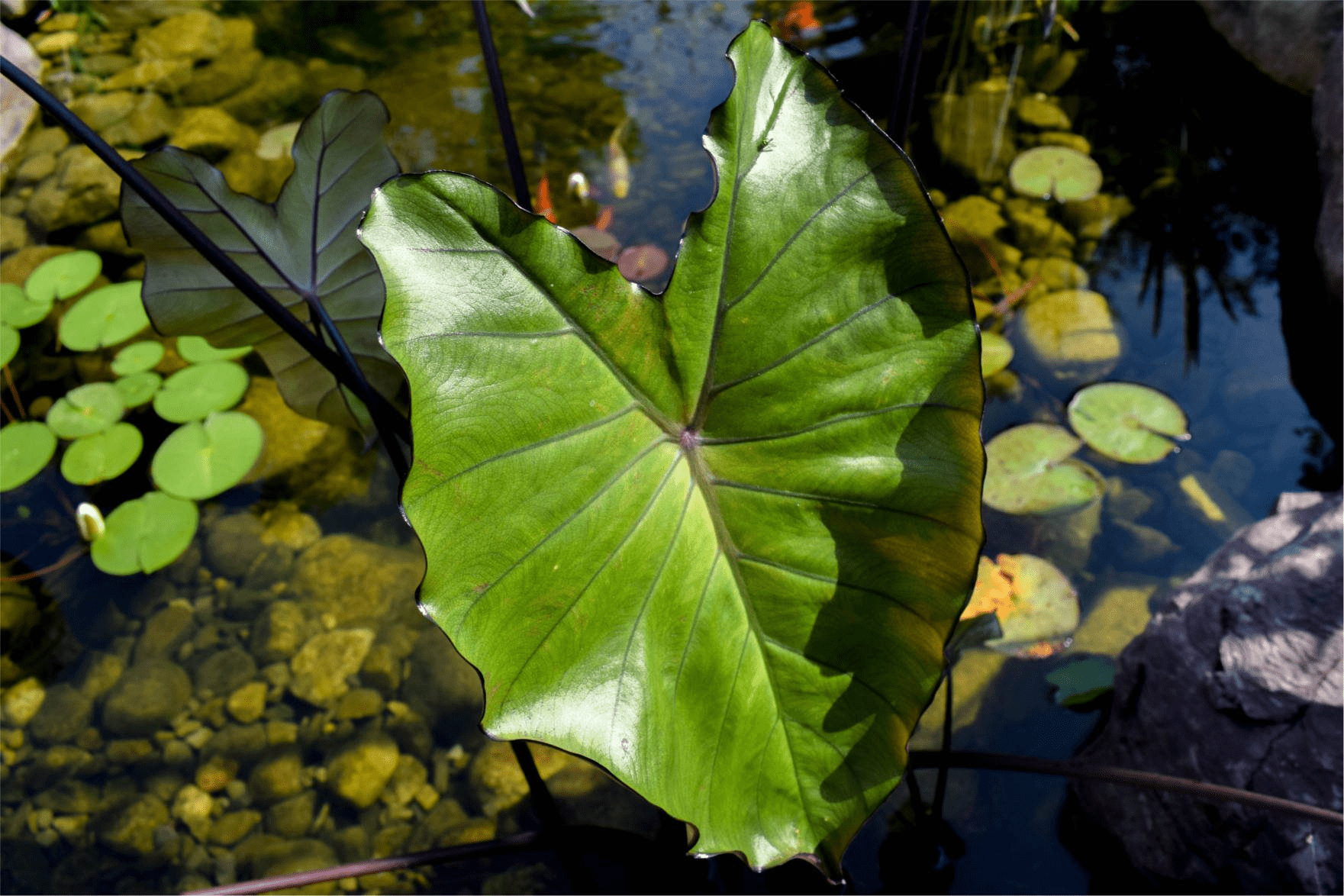 Dark Leaf Taro (Bareroot) - Image 2