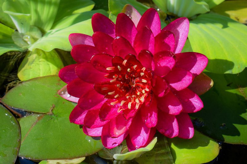 Red Hardy Waterlily (Bareroot)