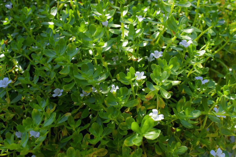 Moneywort Bacopa (Bareroot) - Image 3