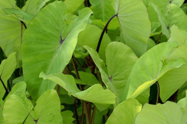 Green Leaf Taro (Bareroot) - Image 2