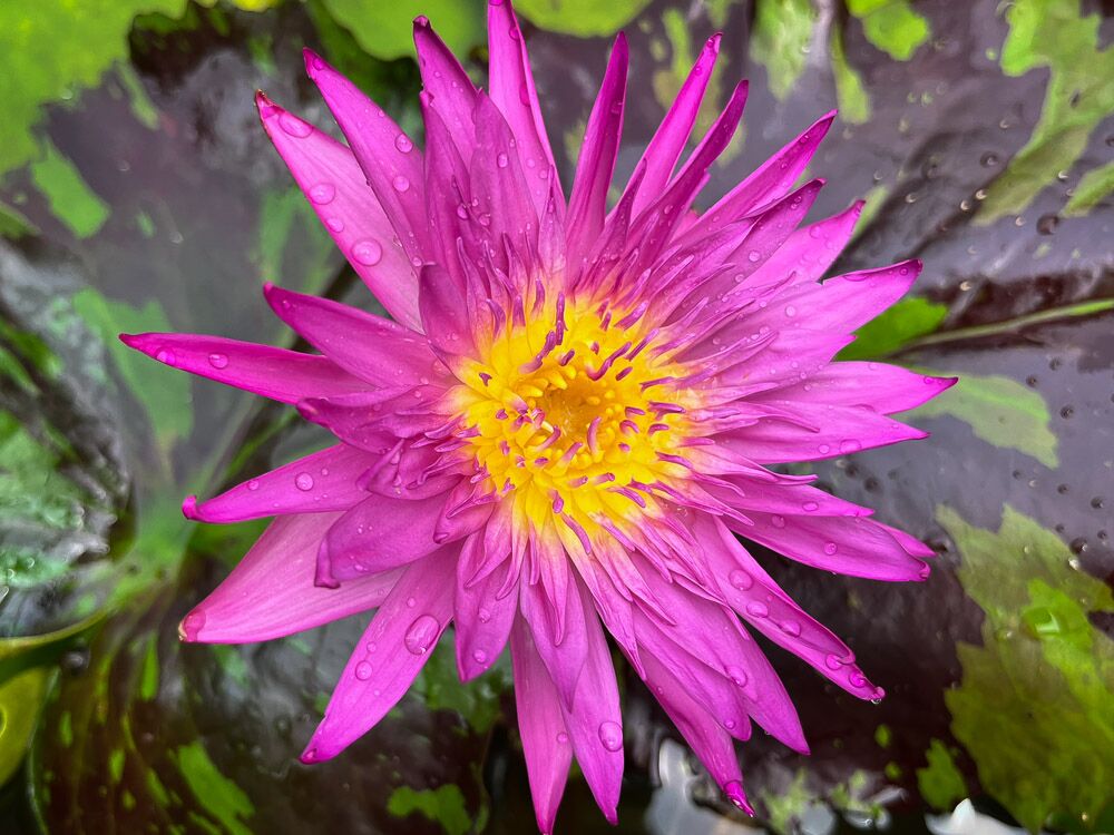 Pink Tropical Waterlily (Bareroot)