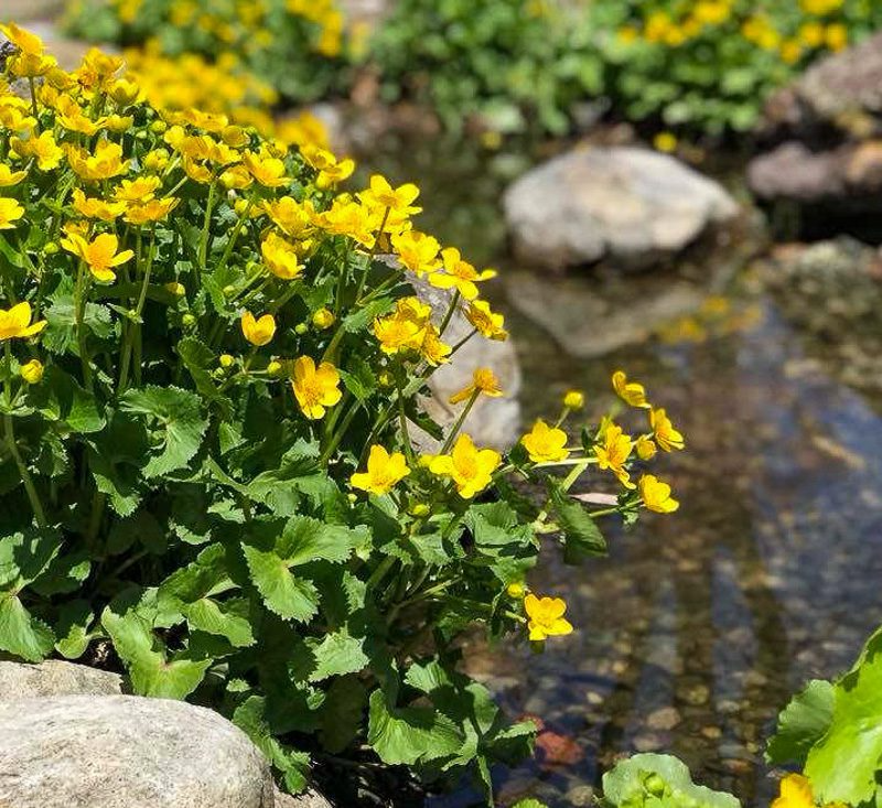 Marsh Marigold (Bareroot)