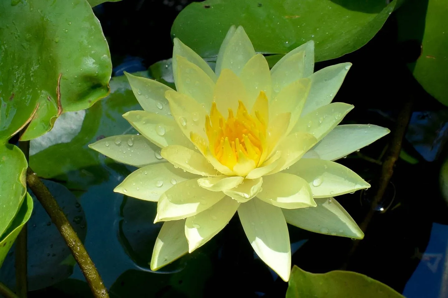 Yellow Hardy Waterlily (Bareroot)