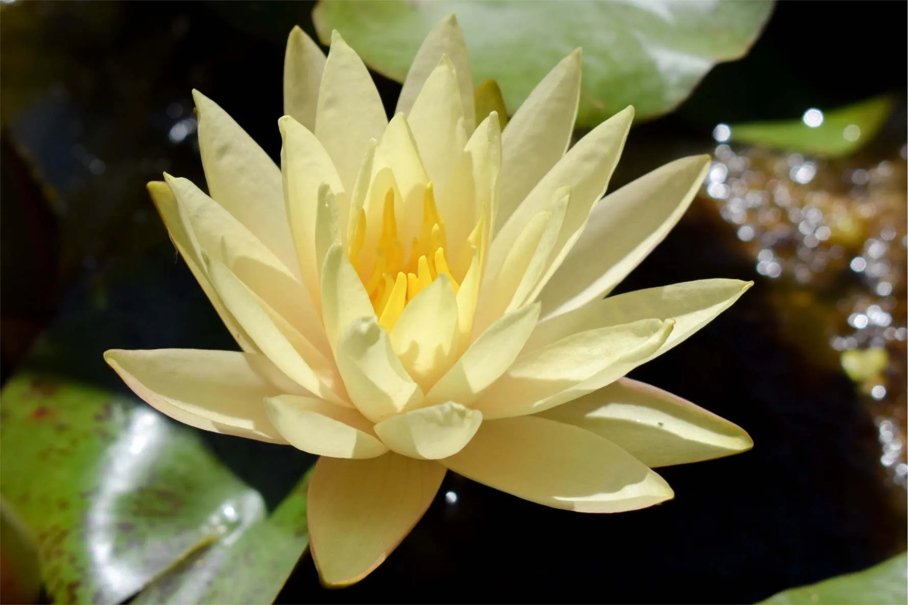 Yellow Hardy Waterlily (Bareroot) - Image 2