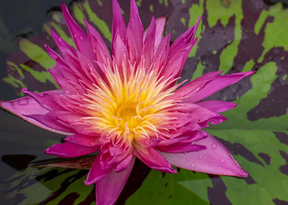 Pink Tropical Waterlily (Bareroot) - Image 2