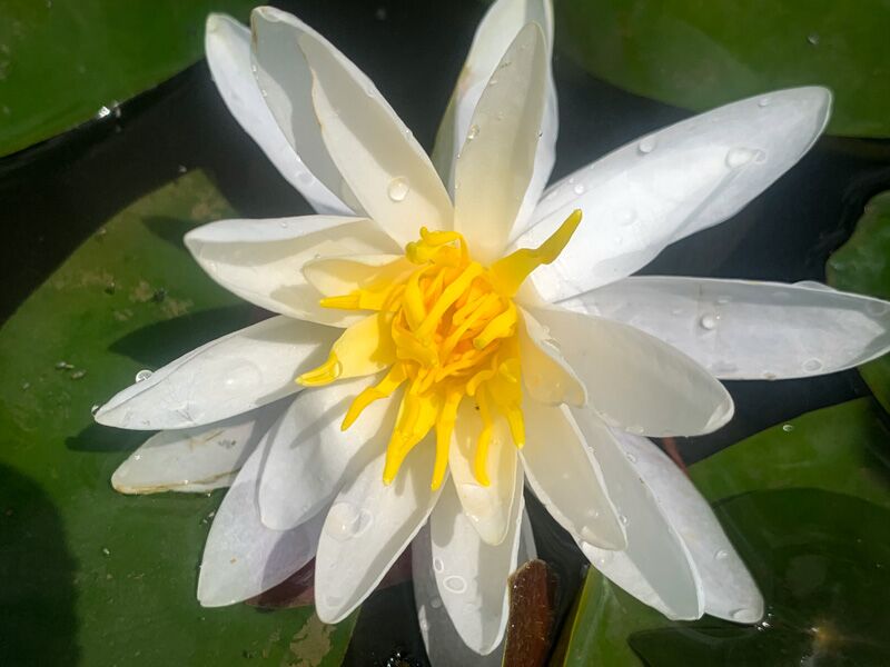 White Hardy Waterlily (Bareroot) - Image 2