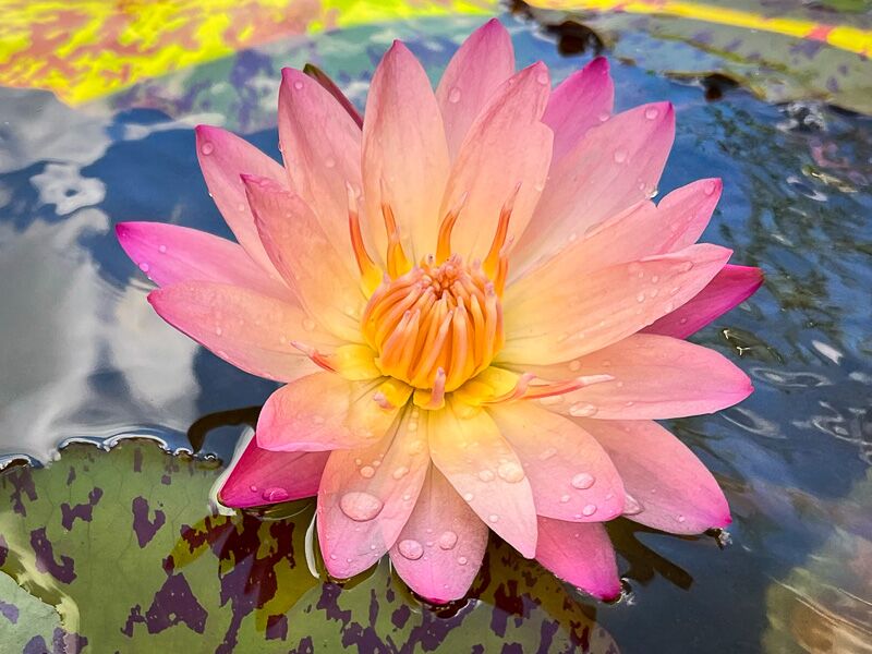 Pink Tropical Waterlily (Bareroot) - Image 3