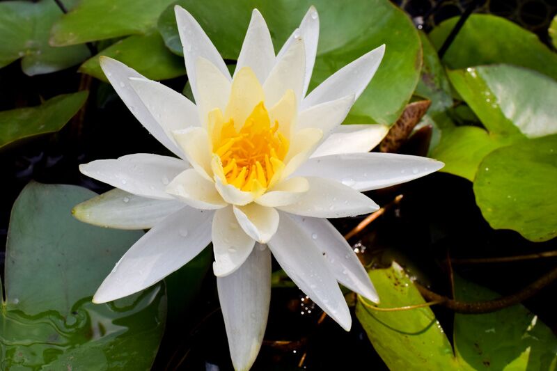 White Hardy Waterlily (Bareroot)