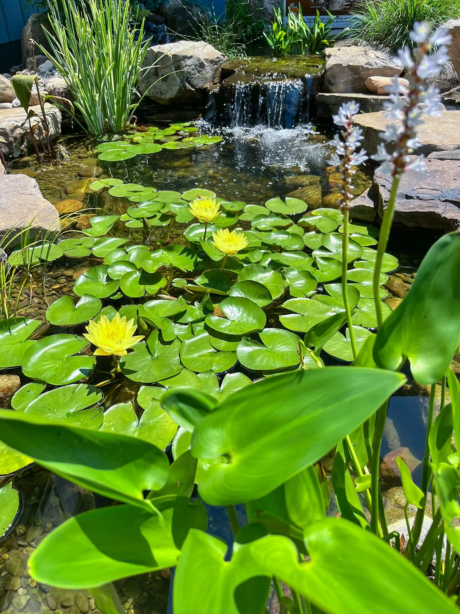 Yellow Hardy Waterlily (Bareroot) - Image 3