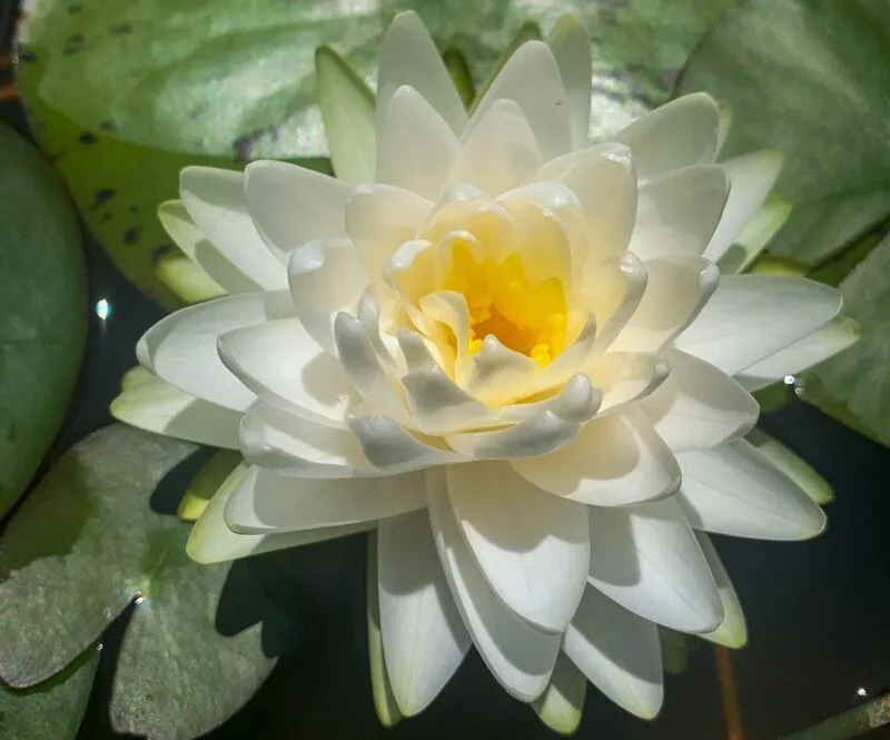White Hardy Waterlily (Bareroot) - Image 3