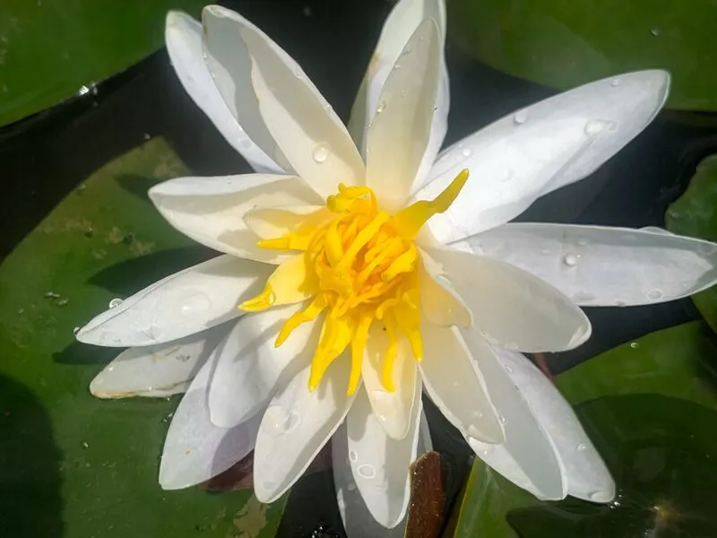 White Hardy Waterlily (Bareroot) - Image 2