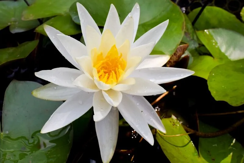 White Hardy Waterlily (Bareroot)