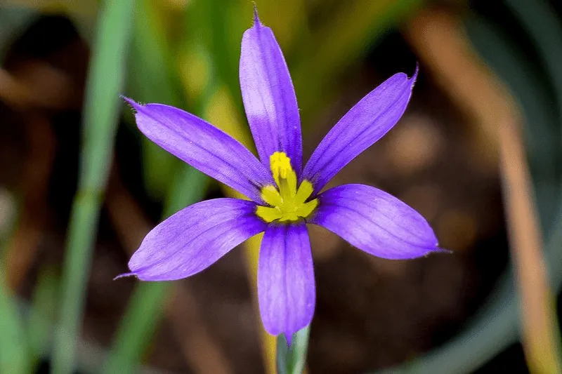Blue-Eyed Grass