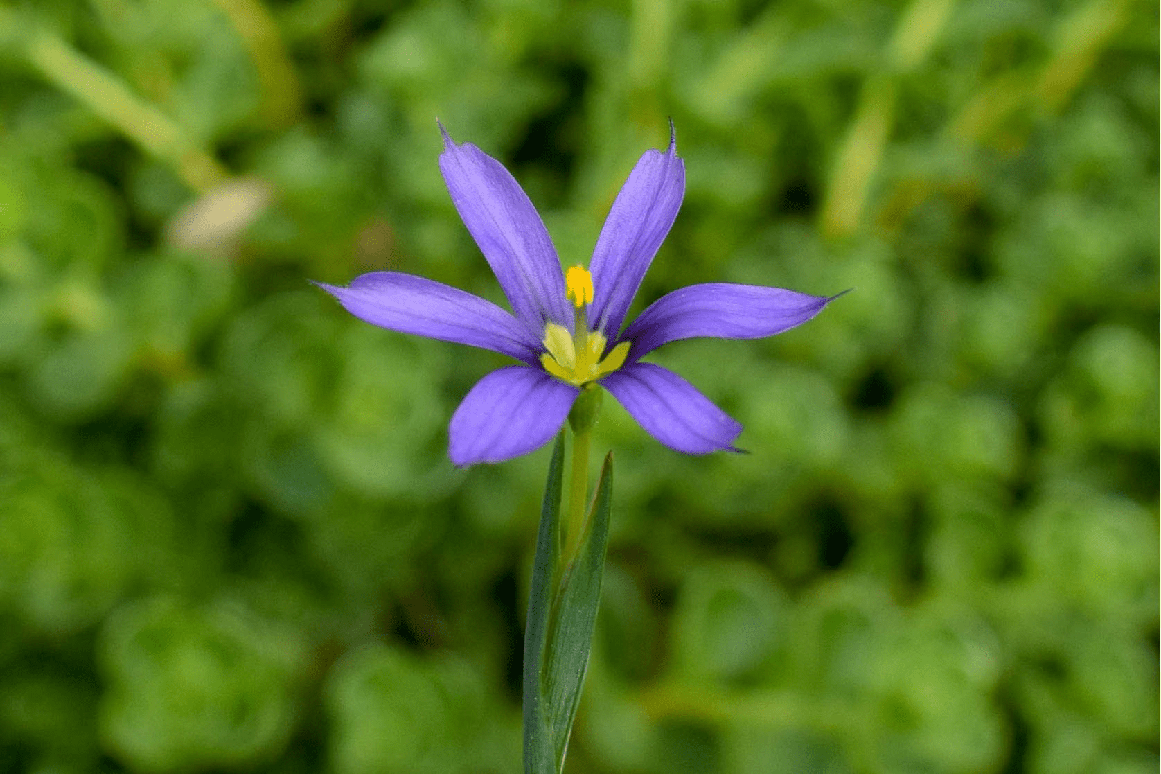 Blue-Eyed Grass (Bareroot) - Image 2