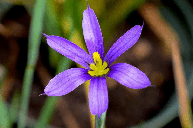 Blue-Eyed Grass (Bareroot)