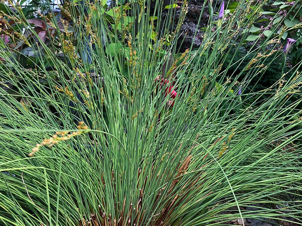 Blue Rush (Bareroot)