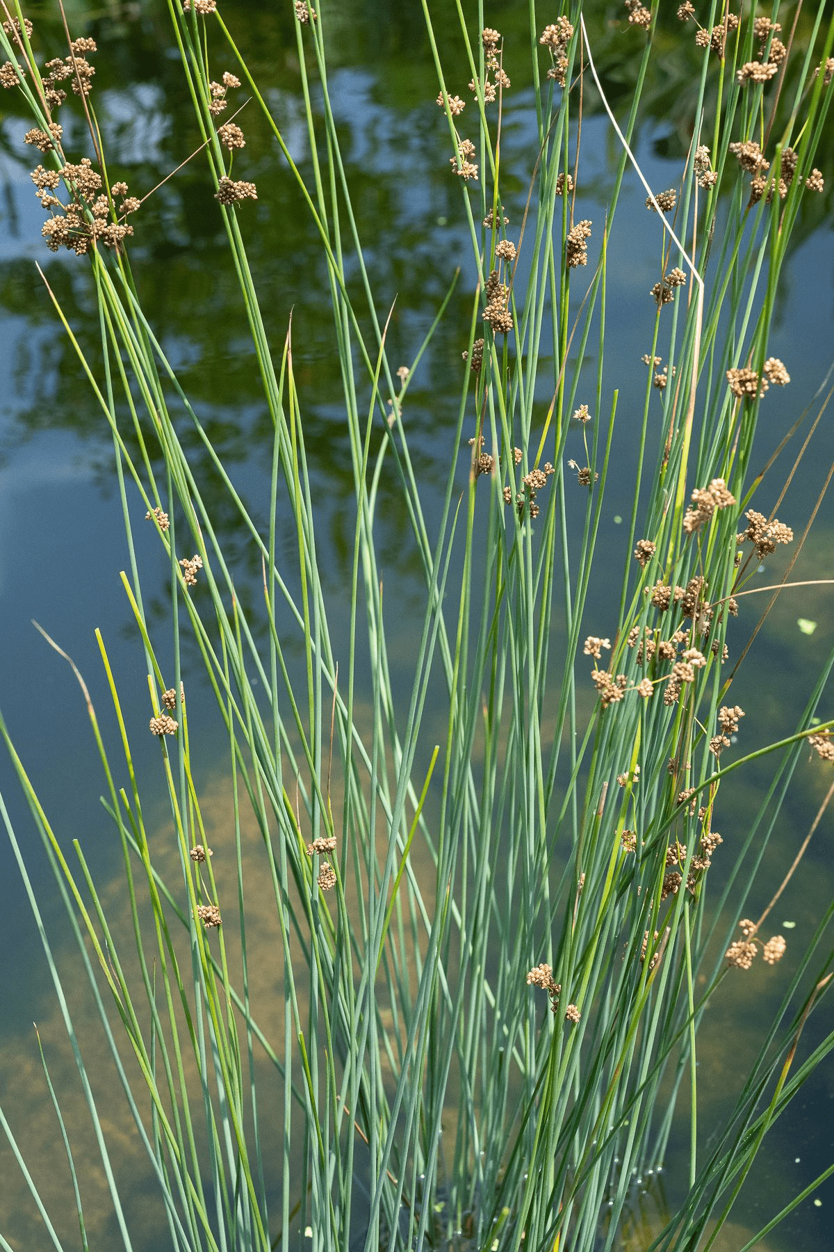 Blue Rush (Bareroot) - Image 3
