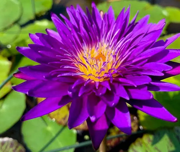Purple Tropical Waterlily