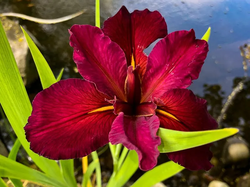 Red Iris