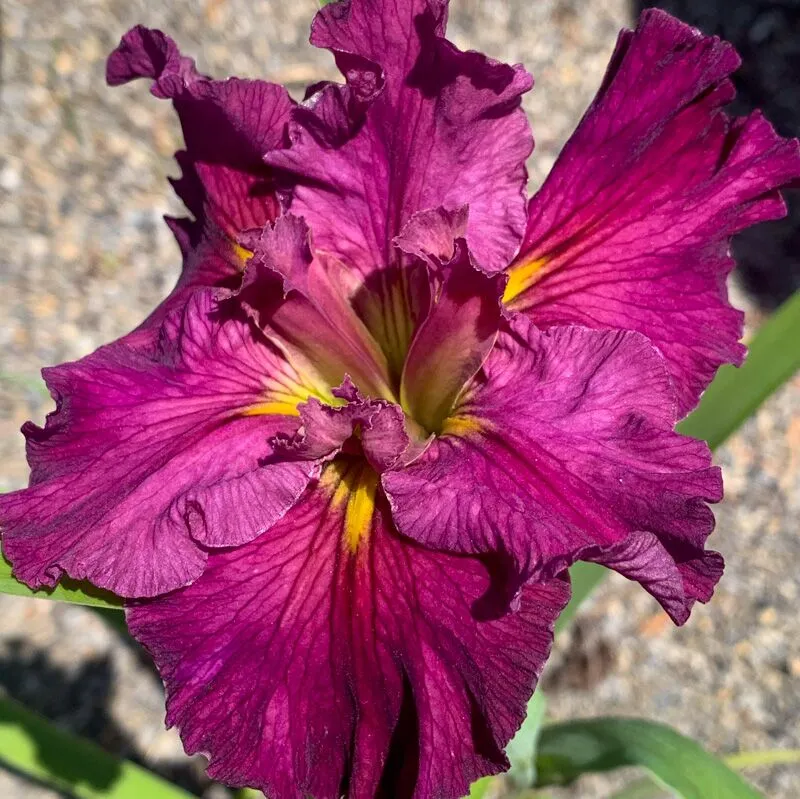 Red Iris - Image 2