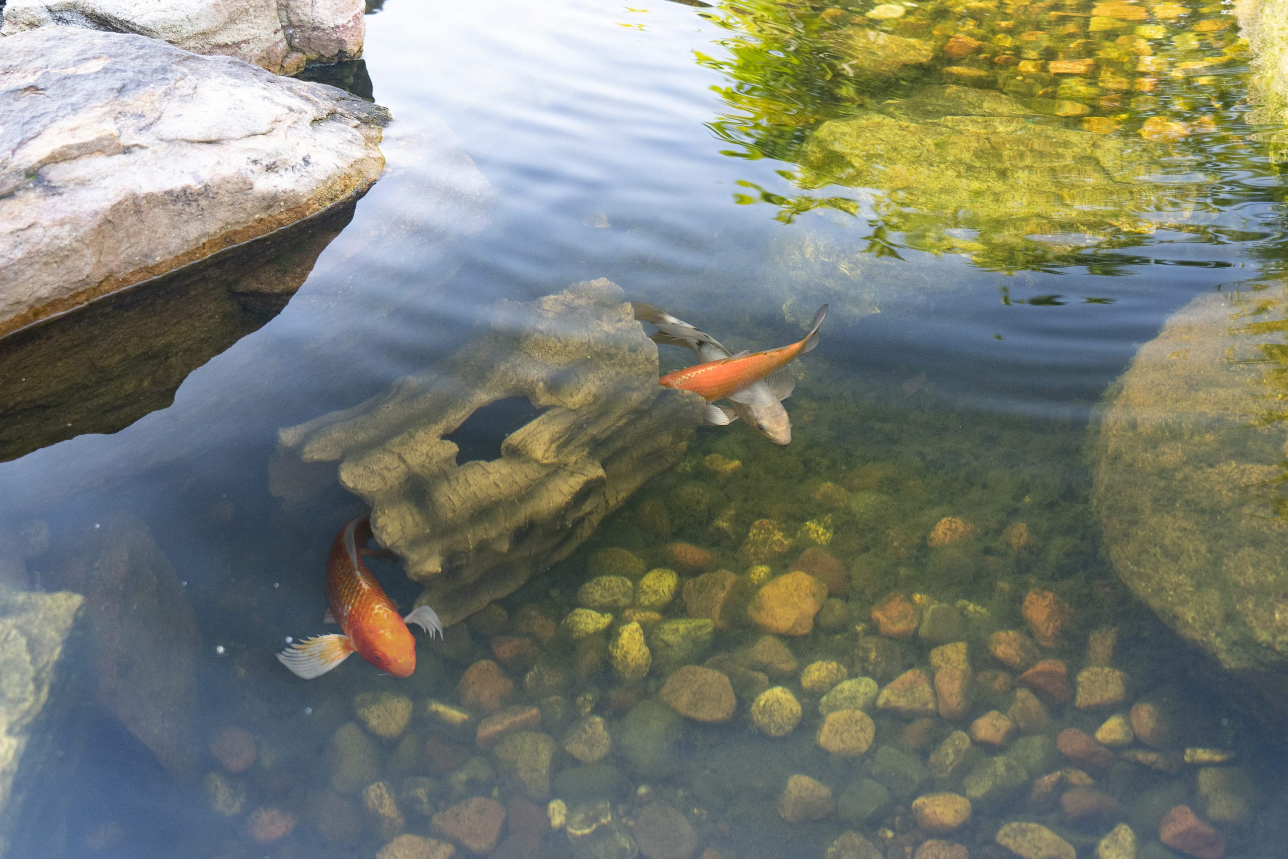 FAUX LOG FISH CAVE - Image 6