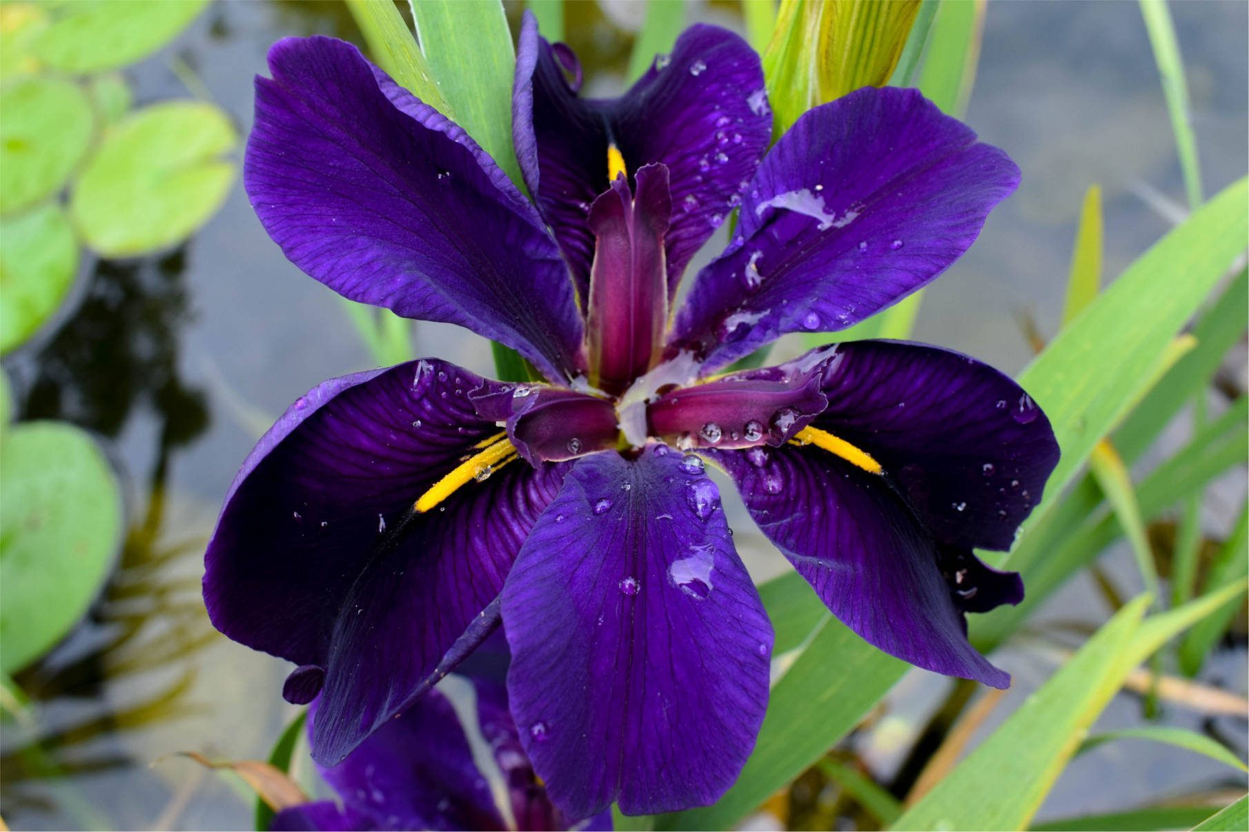 Purple Iris (Bareroot)