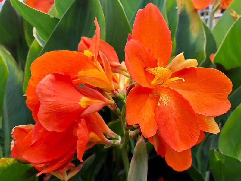 Orange Canna (Bareroot)