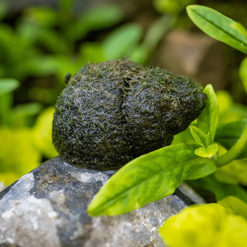 Live Japanese Trapdoor Snails (Online) - Image 2