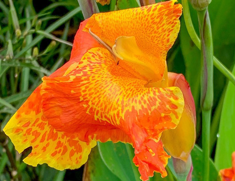 Orange Canna (Bareroot) - Image 2