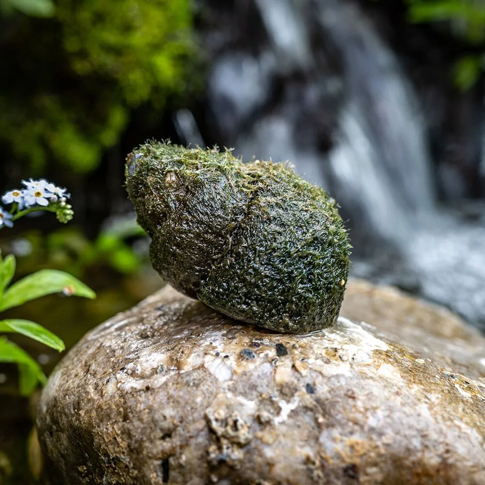 Live Japanese Trapdoor Snails (Online)