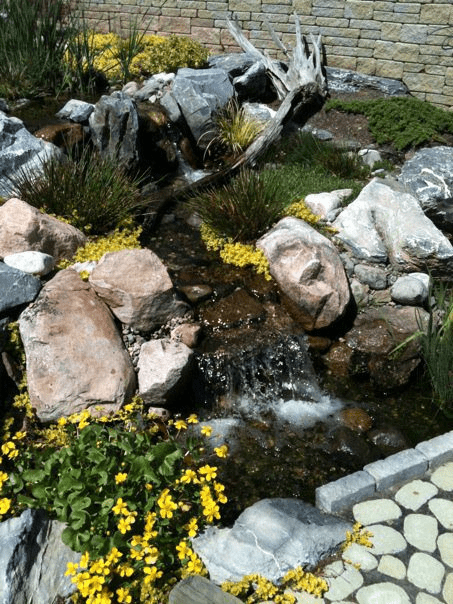 Marsh Marigold (Bareroot) - Image 3