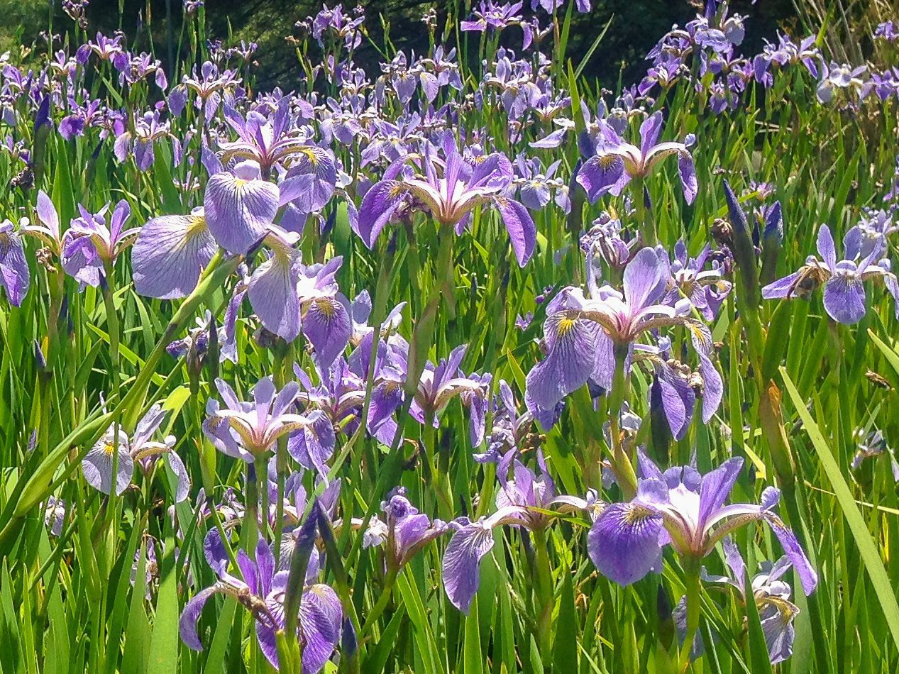 Blue Iris (Bareroot)