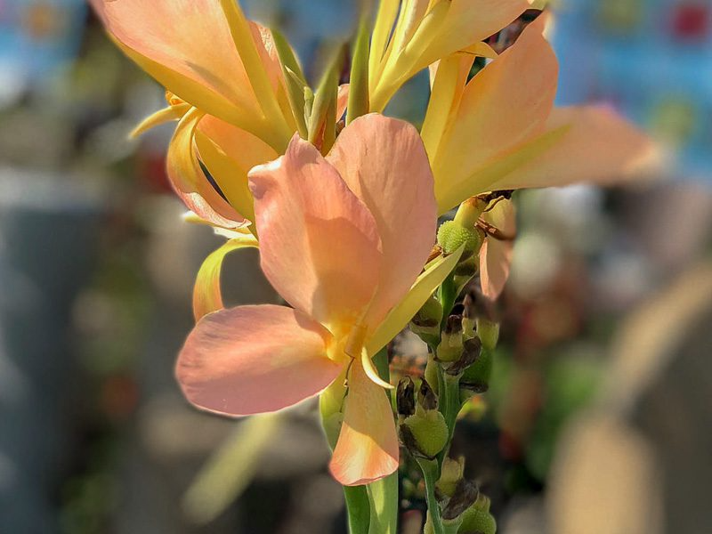 Peach Canna (Bareroot)